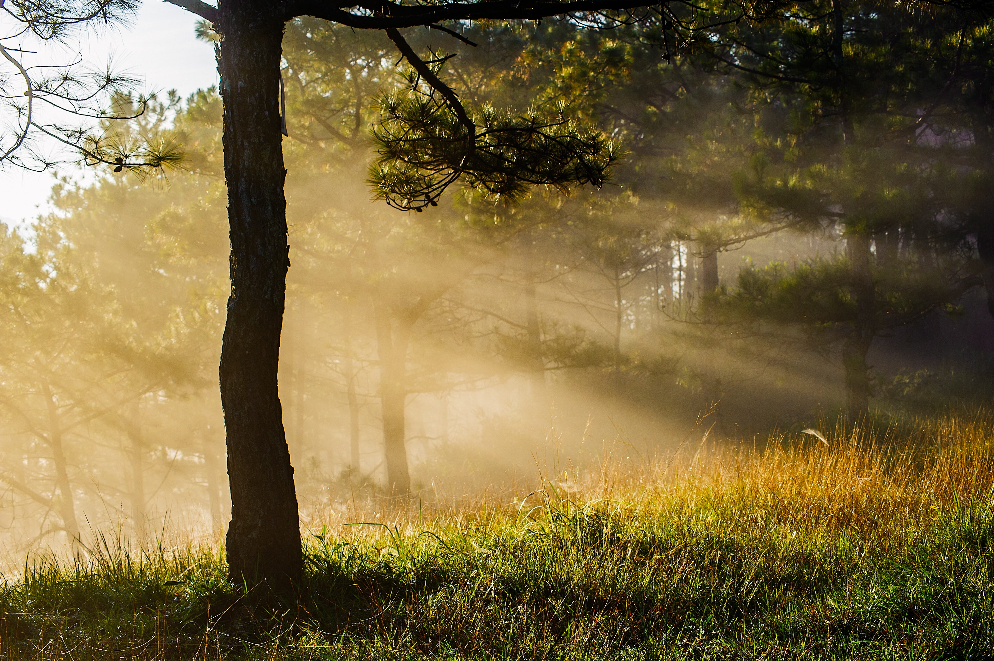 Misty forest at dawn with golden rays